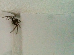 Sie klettert raus - Jutta, die Spinne in unserem Badezimmer