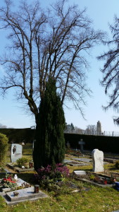 Schön gelegene Gräber auf dem Friedhof - Pflanzen und mehr