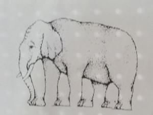 vier, sechs oder acht? Wie viele Beine hat der Elefant?