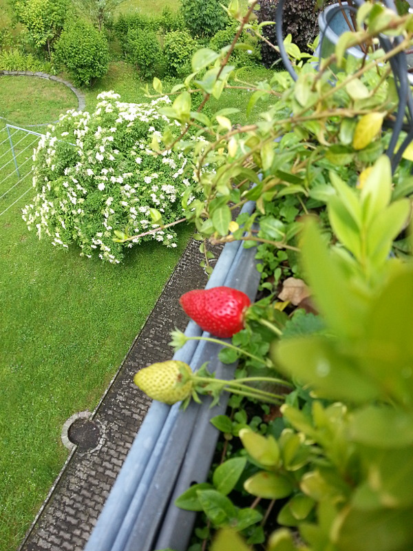 Erdbeere selbstgezüchtet auf dem Balkon - die erste dieses Jahr