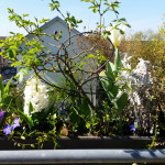 Hyazinthe und Krokus - Pflanzen, Blümle, Balkon, Frühling