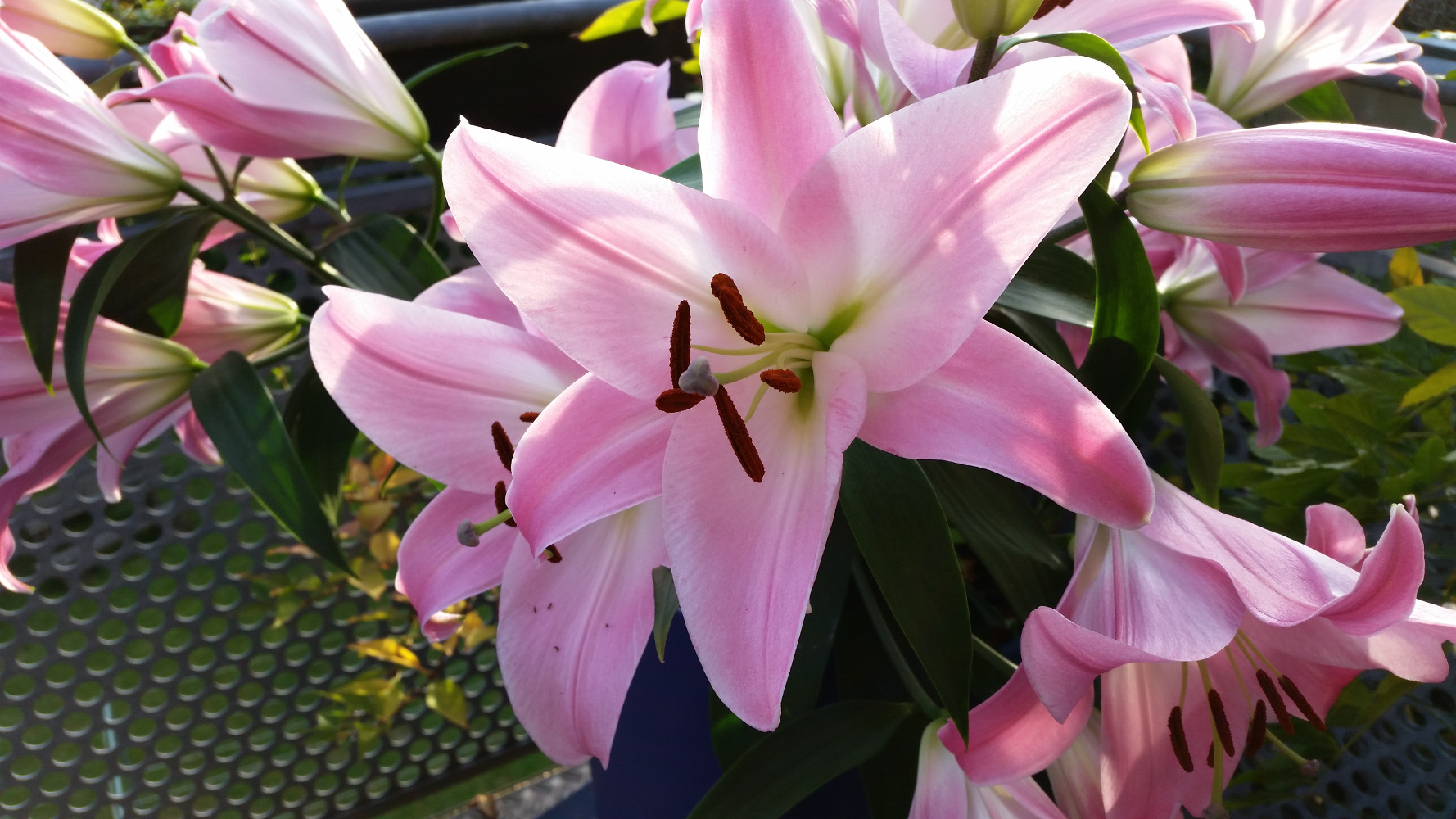 Lilien – Blütenpracht in der Vase