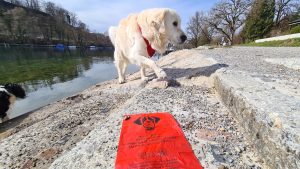 Hundebeutel mit Hundemotiv und viersprachigem Text im Vordergrund, ein weißer Golden Retriever am Rheinstrand im Hintergrund