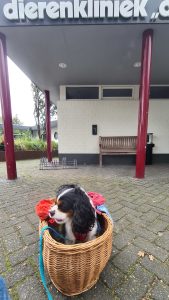 Hund im Korb vor einer Tierklinik, dierenklinik de heuvel