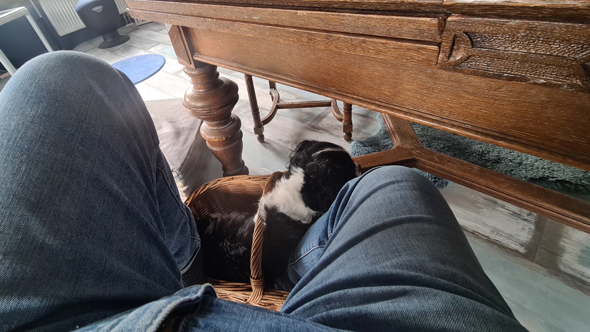 Hund im Korb unterm Tisch, ein Fuß seines Menschen mit im Korb