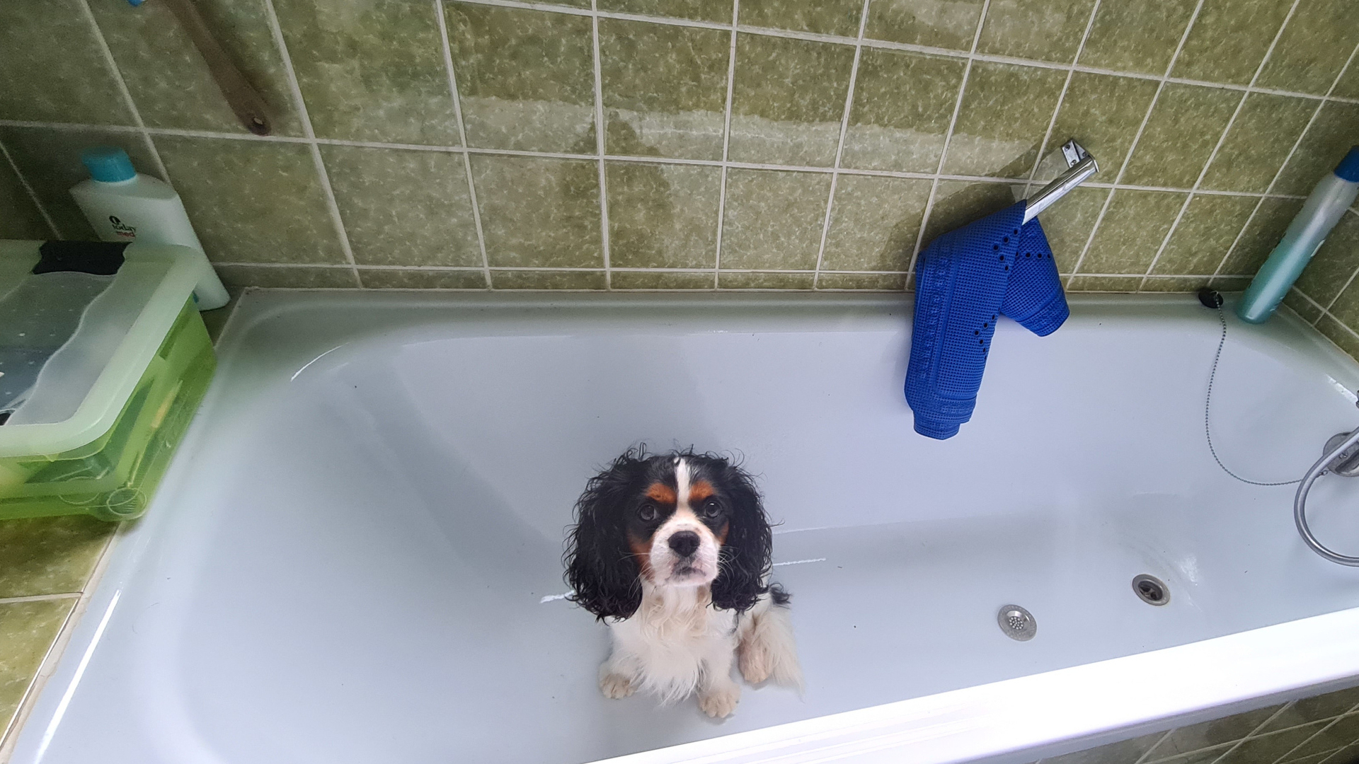 kleiner Hund sitzt in leerer Badewanne und schaut erwartungsvoll
