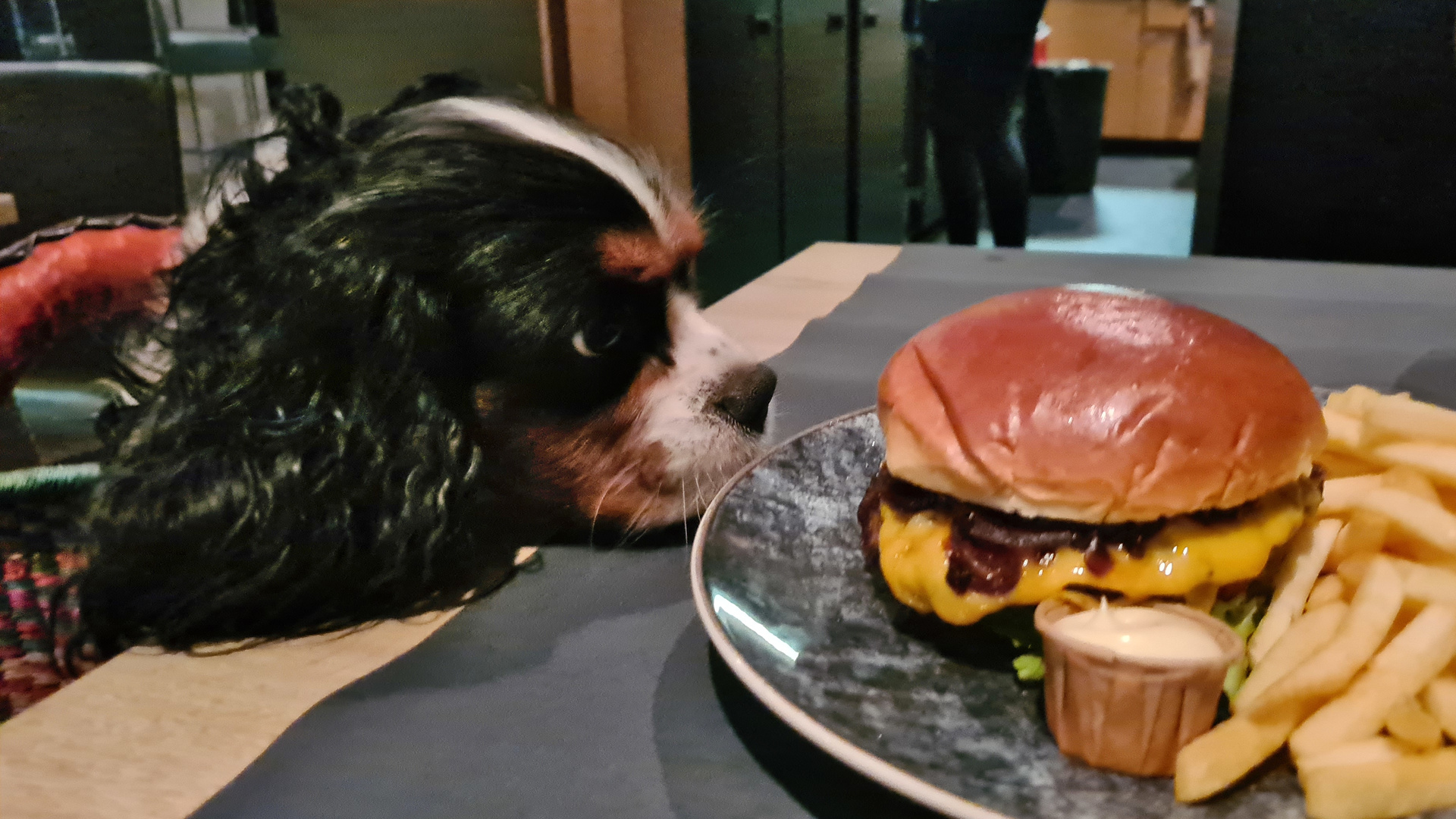 Restauranttisch mit Burger, Hund im Korb hat das Kinn auf den Tisch gelegt und wäre interessiert
