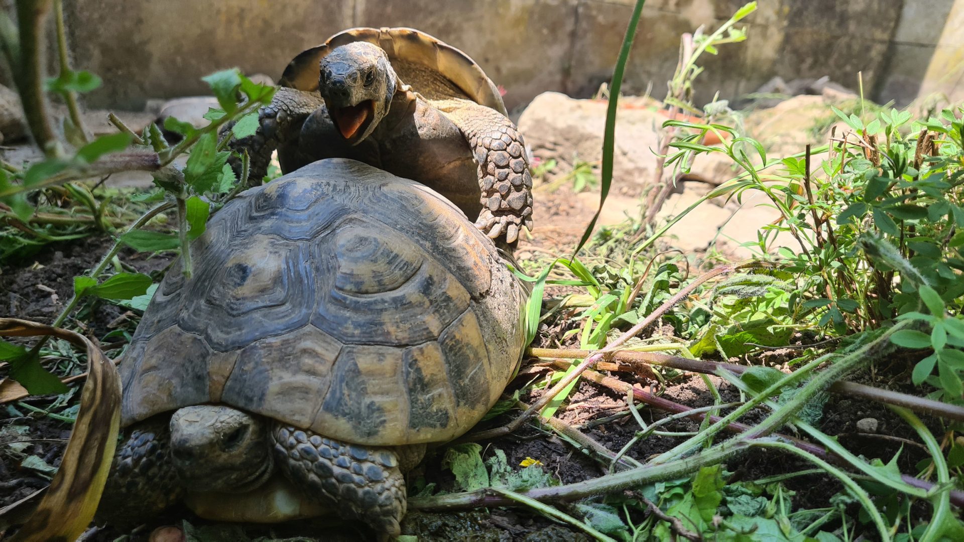 Kleiner Schildrötenmann ist auf der Schildkrötendame, er genießt mit offenem Maul im Sonnenschein