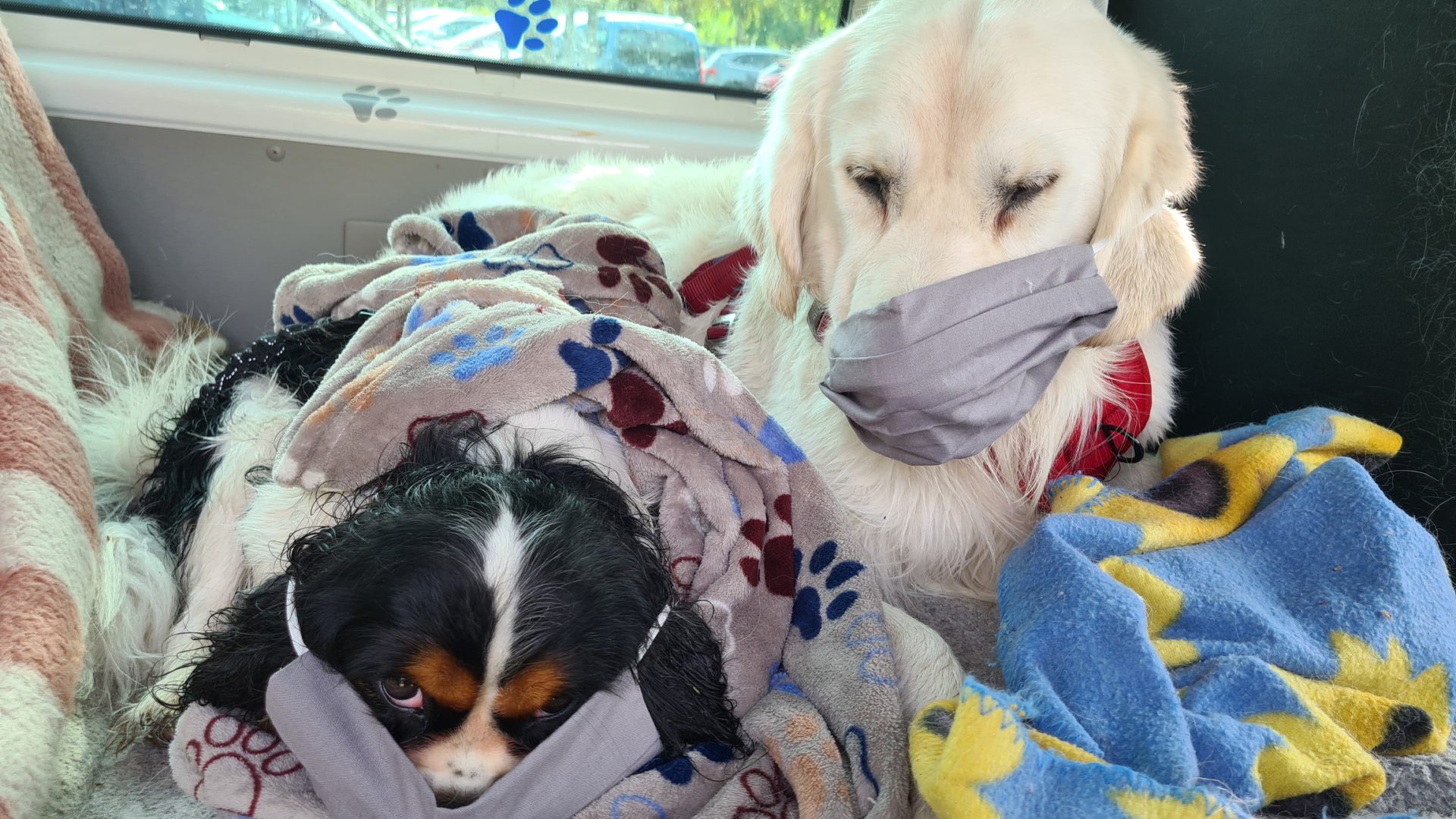 zwei arme Hunde Gismo, tricolor Cavalier King Charles, Richie weißer Golden Retriever sitzen in Decken im Auto und tragen einen Stoffmundschutz, Gismo schielt von unten in die Kamera