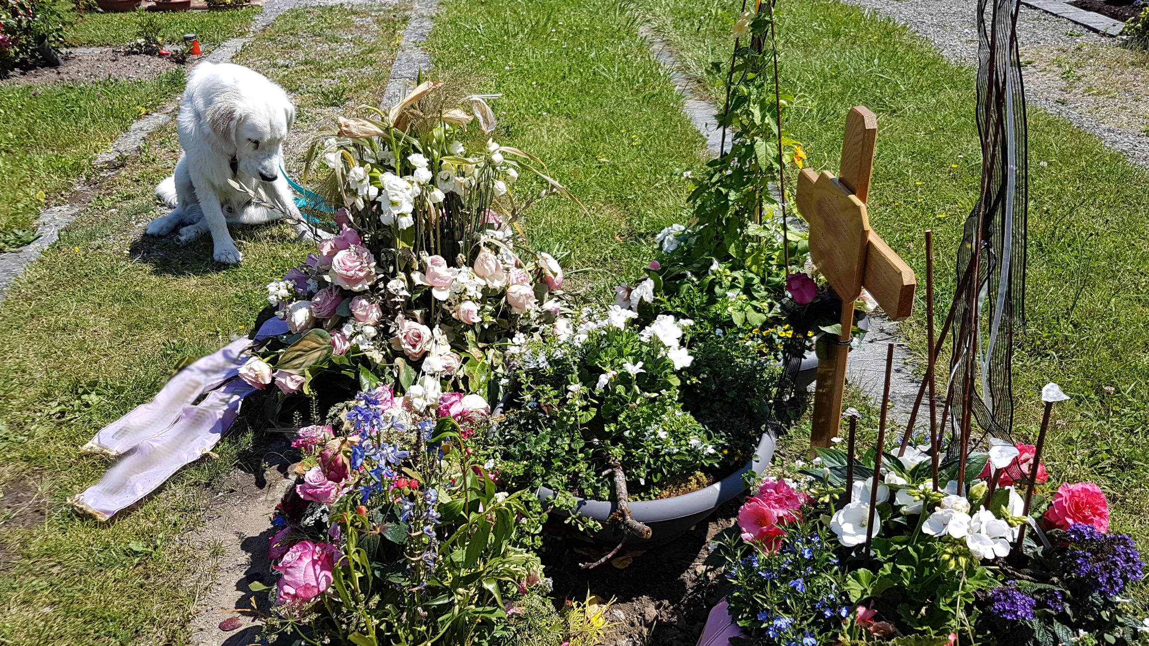 Ein frisches Grab mit Kreuz und Blumenschmuck in weiß, rosa, pink auf grünem Gras, ein weißer Goldie scheint traurig zu schauen