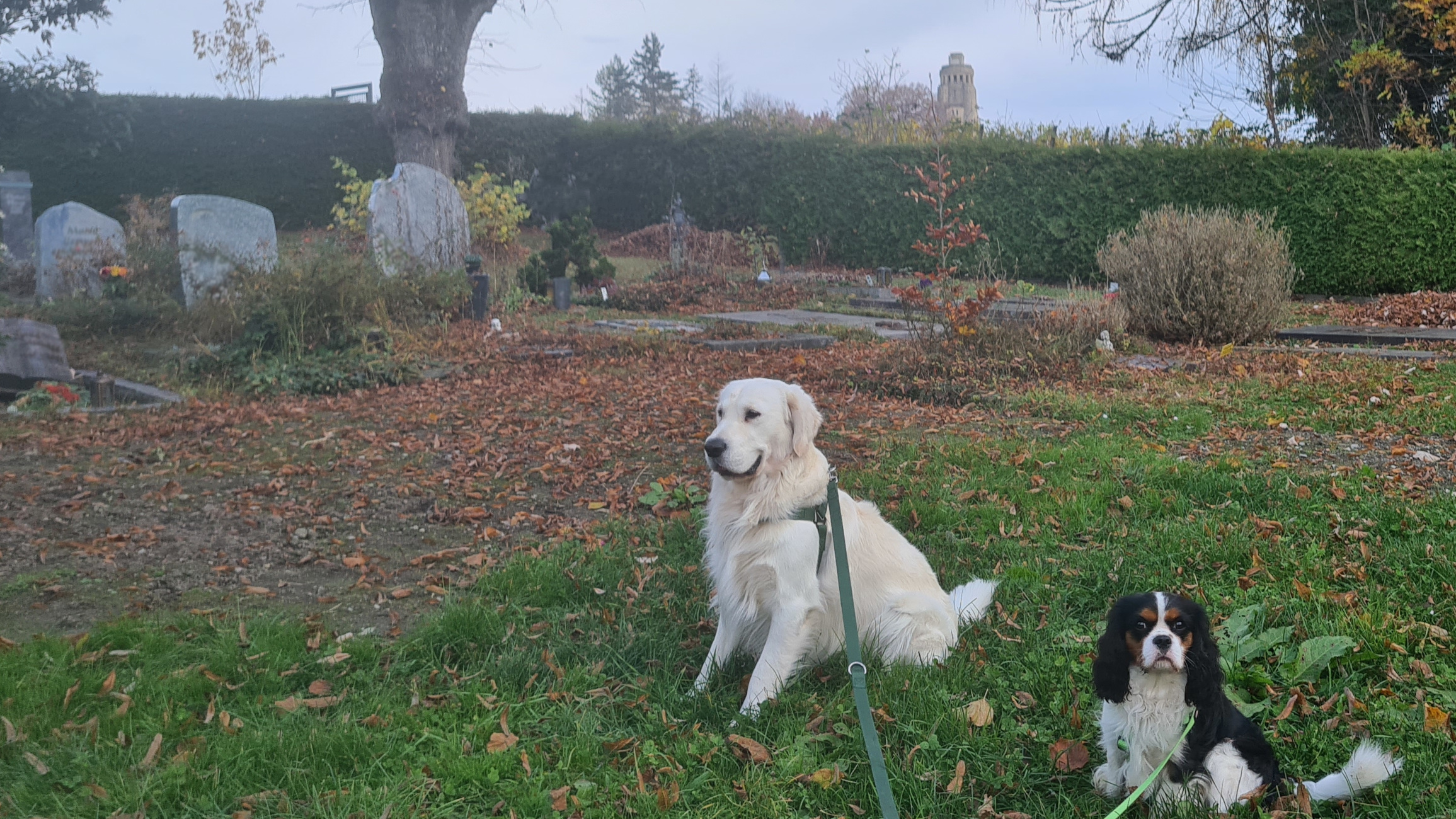 Novembernebel, ein Friedhof, im Vordergrund fehlen offensichtlich einige Gräber, noch ist kein Gras drüber gewachsen, dazu zwei Hunde